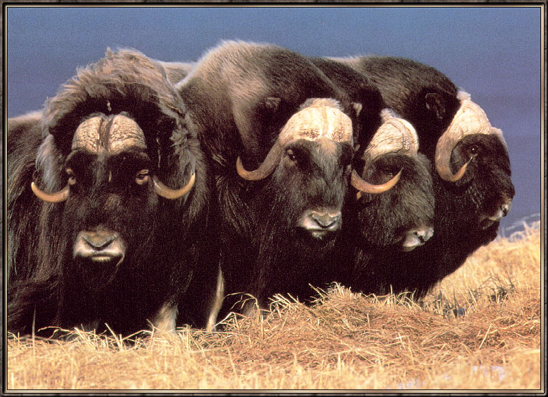 MuskOx2-sj.jpg