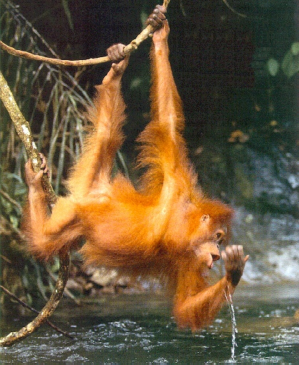 Orangutan2-sj.jpg