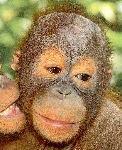 Orangutan4-sj.jpg