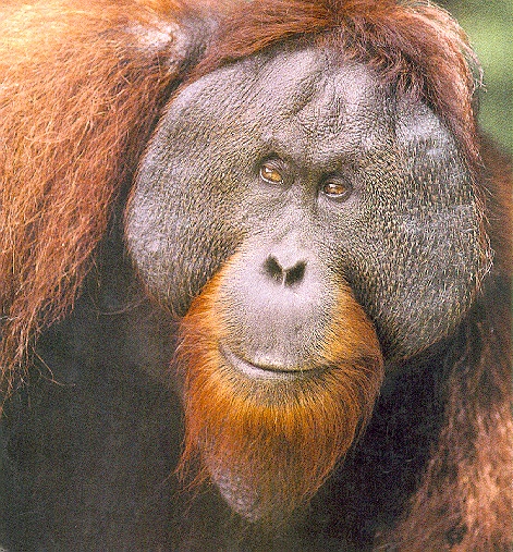 Orangutan5-sj.jpg