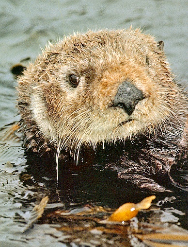 Otter-sj.jpg