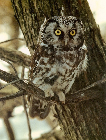 Owl04-sj.jpg