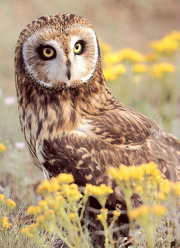 Owl06-sj.jpg