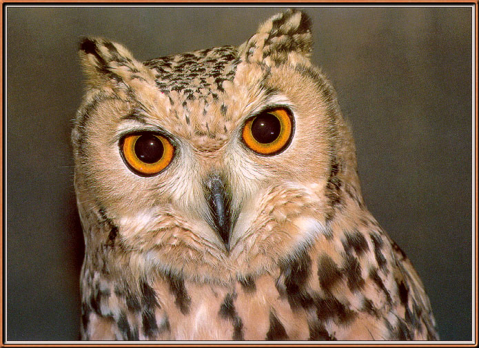 Owl07-sj.jpg