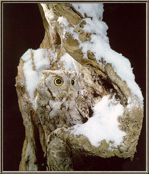 Owl08-sj.jpg