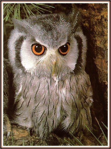 Owl09-sj.jpg