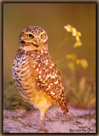 Owl10-sj.jpg