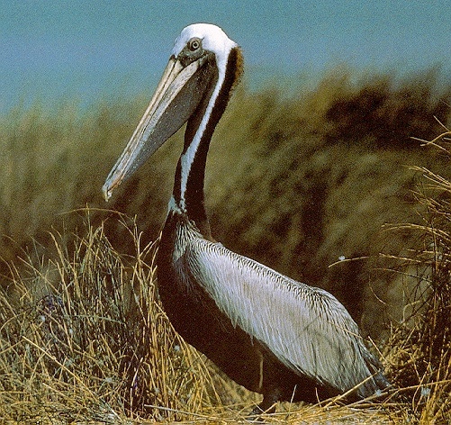 Pelican-sj.jpg