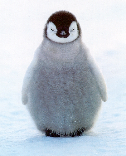 Penguin-sj.jpg