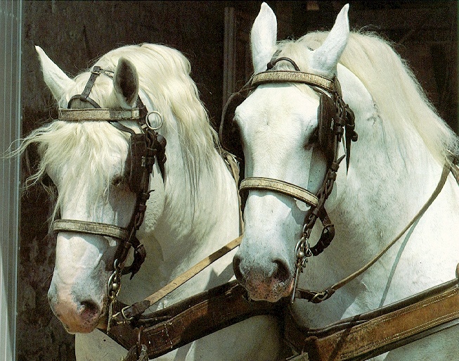 Percheron2-sj.jpg