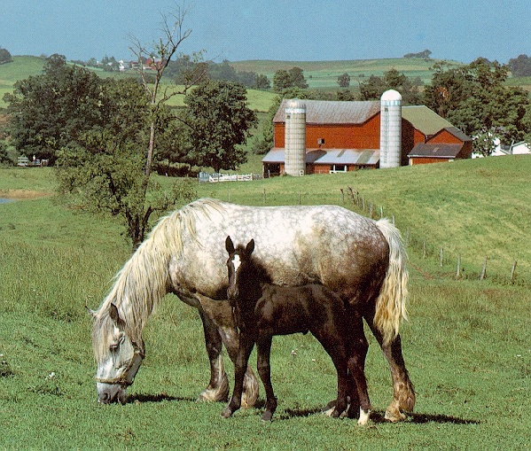 Percheron-sj.jpg