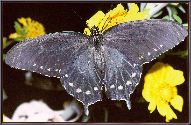 PipevineSwallowtail-sj.jpg
