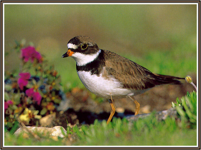 Plover-sj.jpg