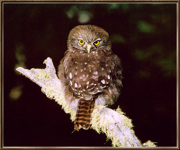 PygmyOwl-sj.jpg