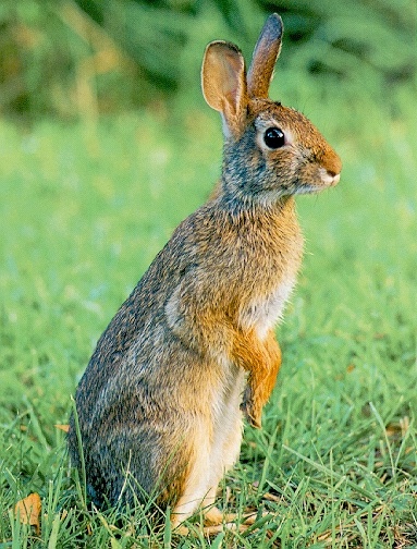 Rabbit-sj.jpg