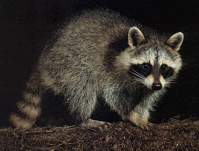 Raccoon-sj.jpg