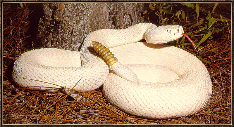 Rattlesnake-sj.jpg