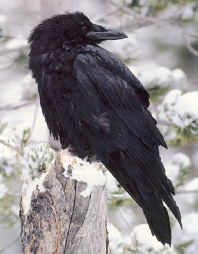 Raven2-sj.jpg