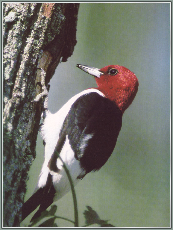 Red-headedWoodpecker-sj.jpg