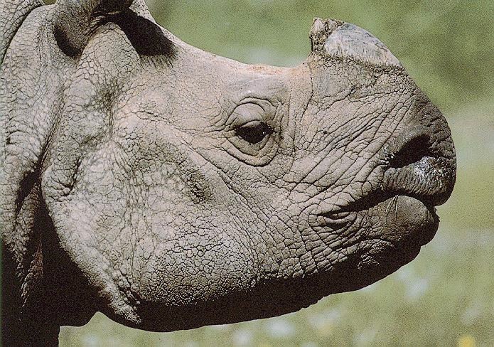 Rhino2-sj.jpg