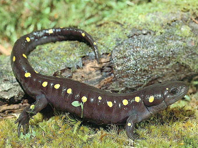 Salamander4-sj.jpg