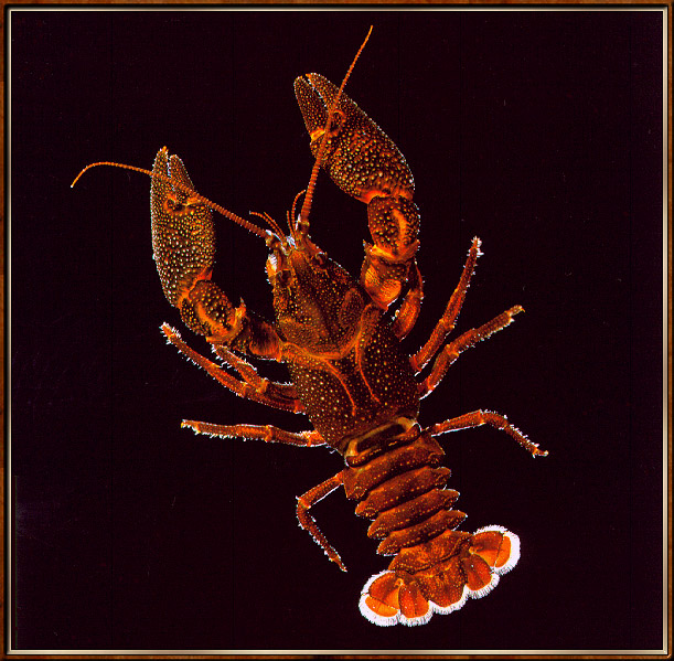 ShastaCrayfish-sj.jpg