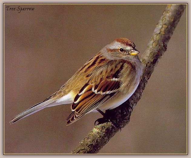 Sparrow2-sj.jpg
