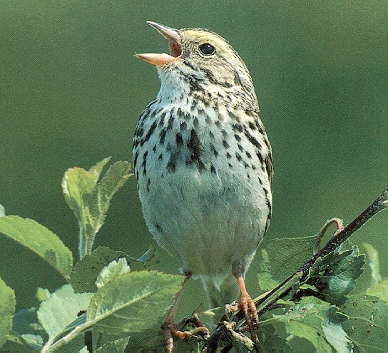 Sparrow-sj.jpg