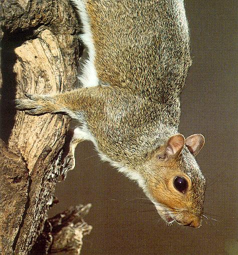 Squirrel4-sj.jpg