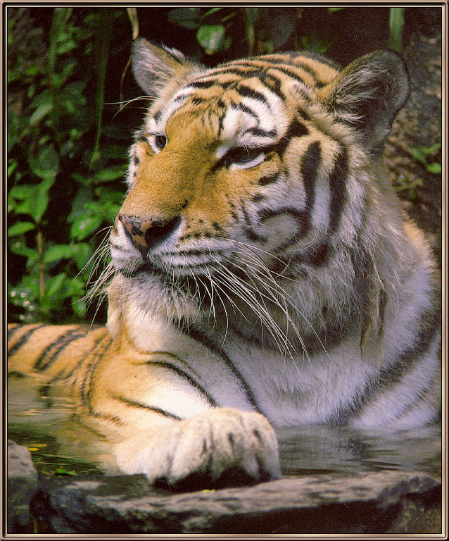Tiger03-sj.jpg