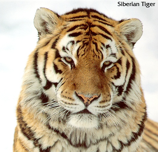 Tiger05-sj.jpg