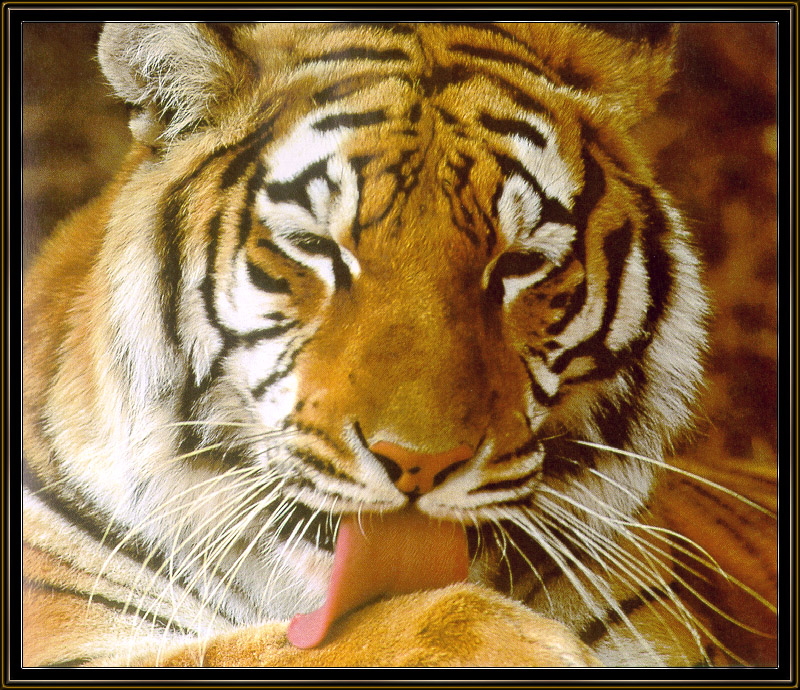 Tiger06-sj.jpg