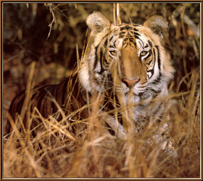 Tiger08-sj.jpg
