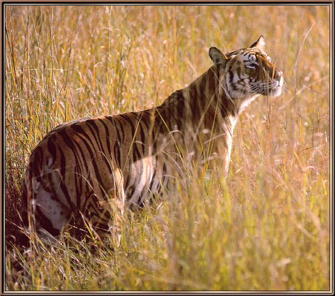Tiger09-sj.jpg