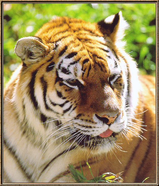 Tiger10-sj.jpg