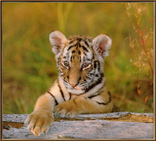 Tigercub-sj.jpg