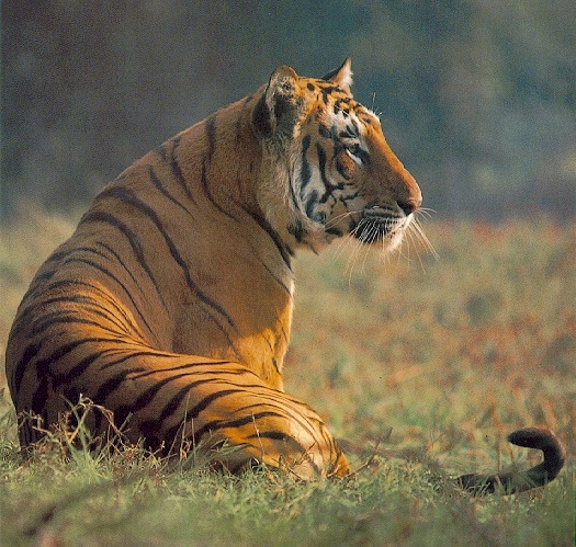 Tiger-sj.jpg