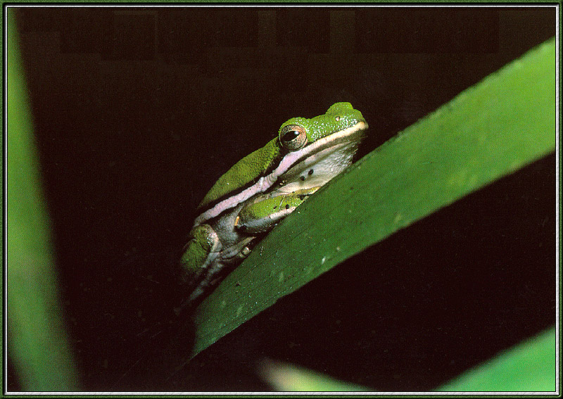 TreeFrog2-sj.jpg