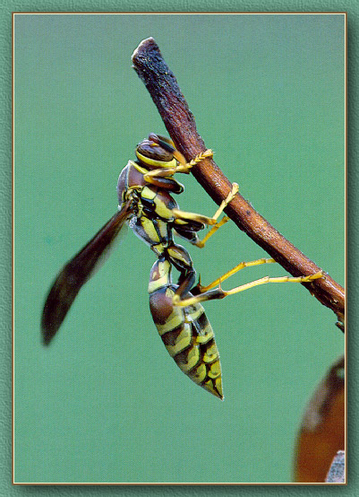 Wasp2-sj.jpg