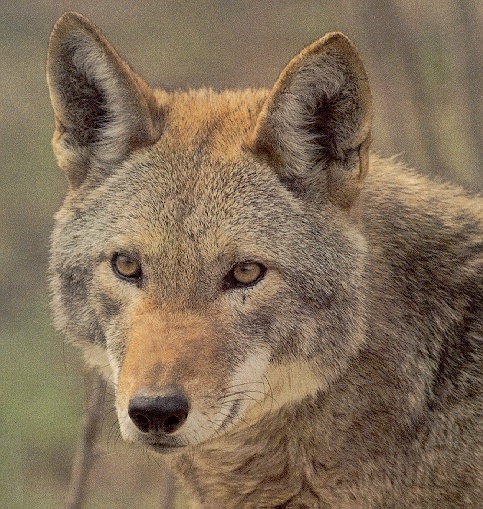 Wolf02-sj.jpg