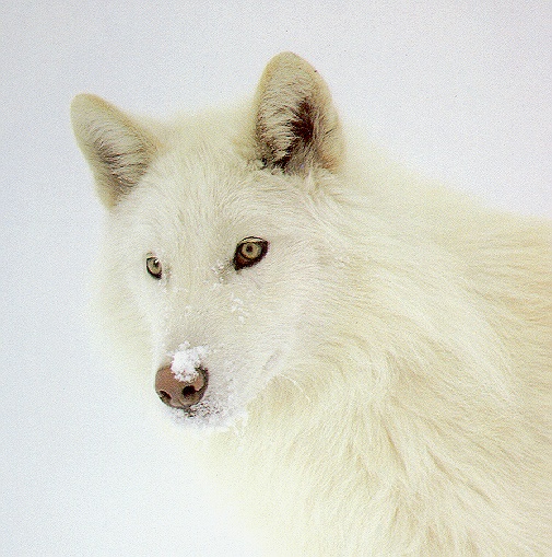 Wolf03-sj.jpg