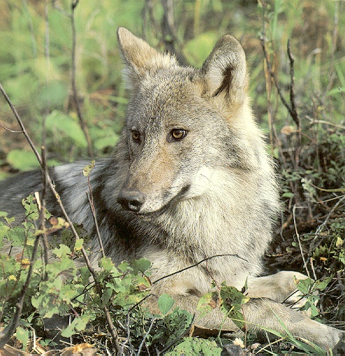 Wolf05-sj.jpg