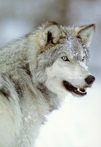 Wolf10-sj.jpg