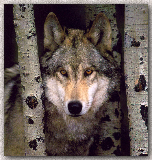 Wolf11-sj.jpg
