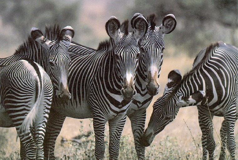 Zebra-sj.jpg
