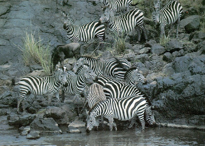 Zebras-sj.jpg