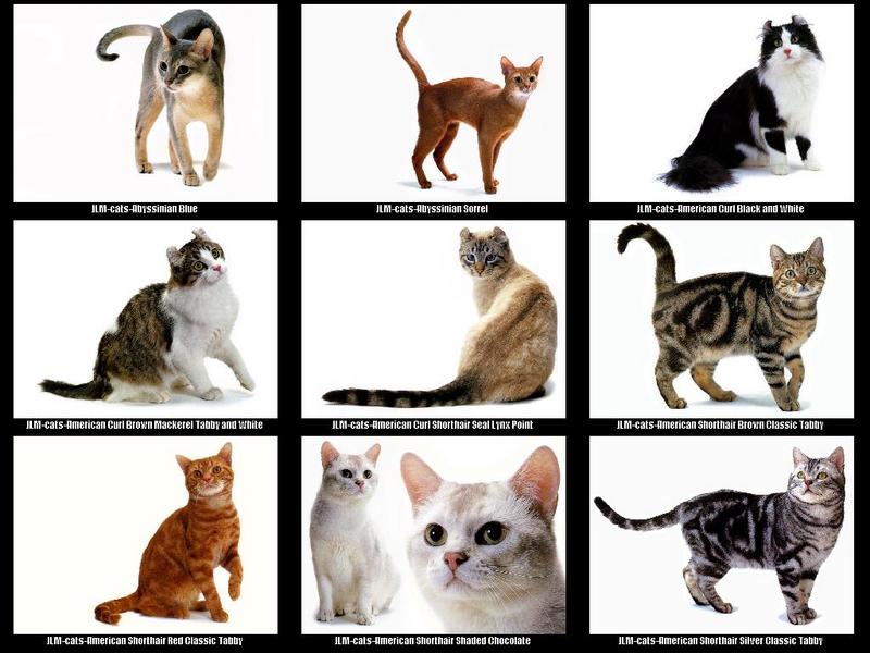 JLM-cat breeds 001.jpg