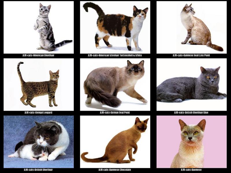 JLM-cat breeds 002.jpg