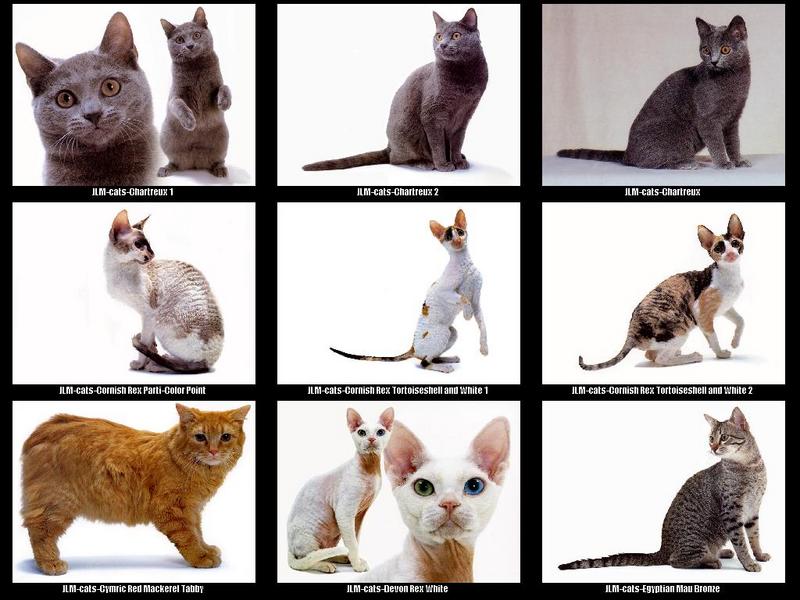 JLM-cat breeds 003.jpg