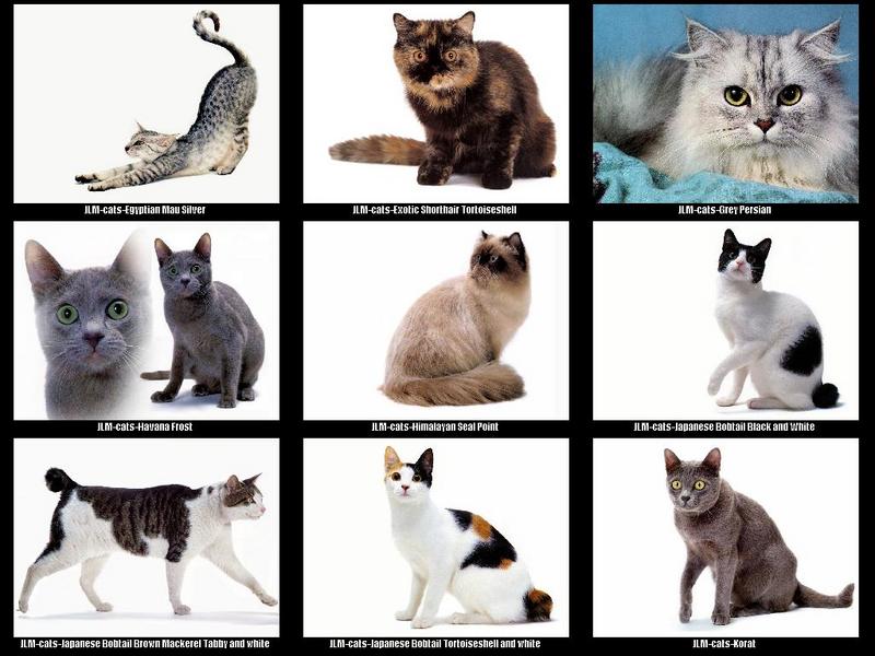 JLM-cat breeds 004.jpg